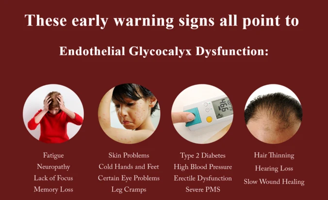 Functional Medicine Sarasota FL Early Warning Signs of Endothelial Glycocalyx Dysfunction