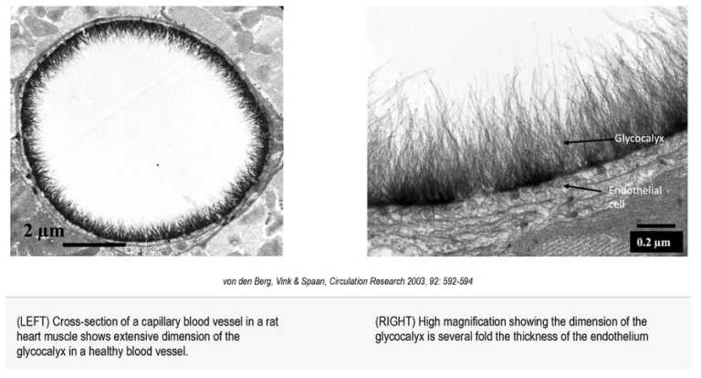 Regenerative Medicine Sarasota FL Capillary Blood Vessel Cross Section